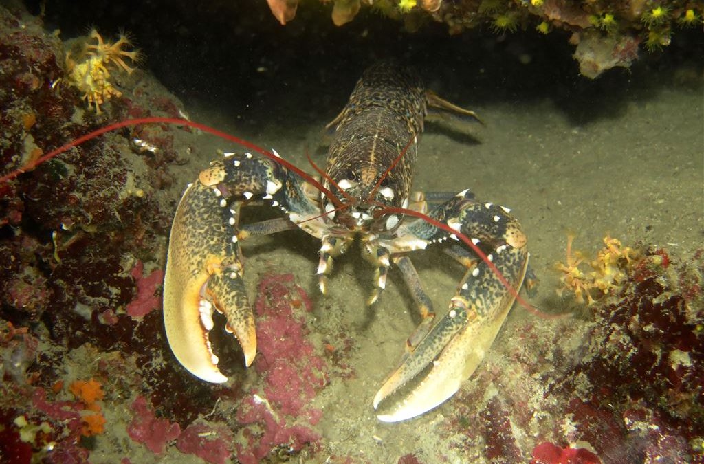 Tauchen in Kroatien IST Tour Mai 2018